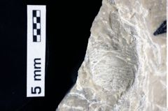 Foto (Detailansicht) von Discutiolira moesica (Muţiu & Bădăluţă, 1971) (NHMW-GEO-1990-0041-0285)